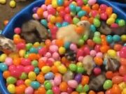Ever Wanted A Ferret Cereal?