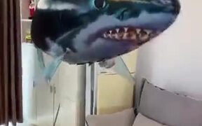 Want To Buy A Remote Control Fish? - Fun - VIDEOTIME.COM