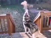 Smoke Emitting From Husky's Mouth