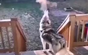 Smoke Emitting From Husky's Mouth - Animals - VIDEOTIME.COM