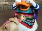 When A Dog Meets Donald Duck