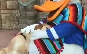 When A Dog Meets Donald Duck - Animals - VIDEOTIME.COM