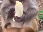 Monkeys Are So Similar To Humans
