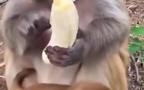 Monkeys Are So Similar To Humans - Animals - VIDEOTIME.COM
