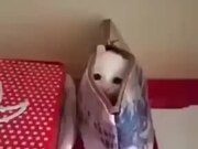 Cute White Kitten Inside A Bag