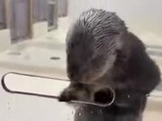 Sea Otters Are Nature's Magician