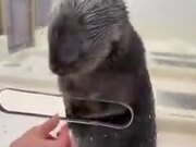 Sea Otters Are Nature's Magician