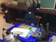 Little Girl Homeschooling Cats