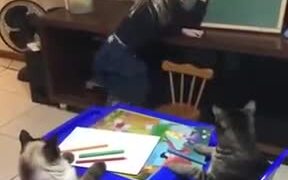 Little Girl Homeschooling Cats - Animals - VIDEOTIME.COM