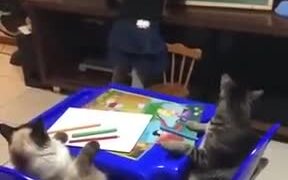 Little Girl Homeschooling Cats - Animals - VIDEOTIME.COM