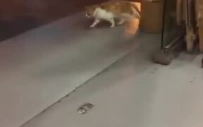 If MJ Had A Cat - Animals - VIDEOTIME.COM
