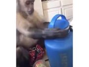When A Monkey Receives A New Water Bottle
