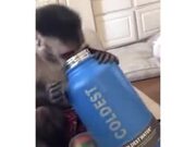 When A Monkey Receives A New Water Bottle