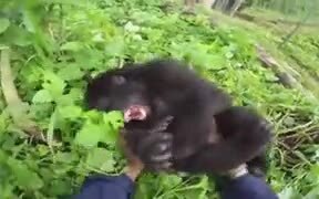 Do Gorillas Feel Ticklish? - Animals - VIDEOTIME.COM