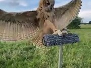 Trained Owl Landing In Slow Motion
