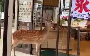 When The Customer Is Literally A 'Deer' - Animals - VIDEOTIME.COM
