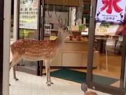 When The Customer Is Literally A 'Deer'