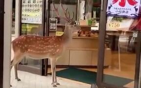 When The Customer Is Literally A 'Deer' - Animals - VIDEOTIME.COM
