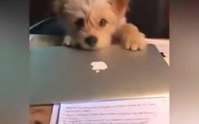 Cute Dog Stopping Owner From Working