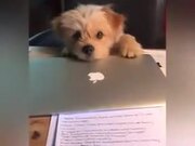Cute Dog Stopping Owner From Working