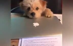 Cute Dog Stopping Owner From Working - Animals - VIDEOTIME.COM