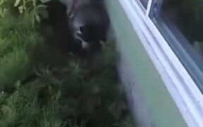 Husky Enjoying Bath By Getting Dirty - Animals - VIDEOTIME.COM