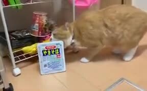 Cat Burglar Stealing Noodles