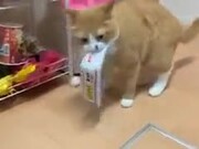 Cat Burglar Stealing Noodles