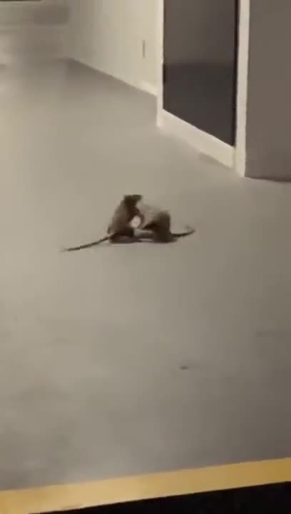 Two Rats Fighting In Front Of A Cat