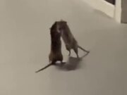 Two Rats Fighting In Front Of A Cat