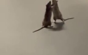 Two Rats Fighting In Front Of A Cat - Animals - VIDEOTIME.COM