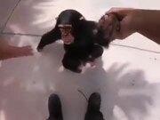 A Chimp Who Wants Human Love
