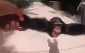 A Chimp Who Wants Human Love - Animals - VIDEOTIME.COM