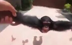 A Chimp Who Wants Human Love - Animals - VIDEOTIME.COM