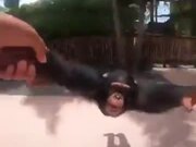 A Chimp Who Wants Human Love