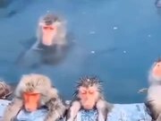 Monkeys In Japan Enjoying A Bath