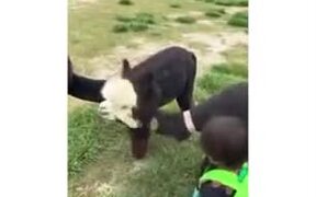 Alpaca Hugs A Little Kid - Animals - VIDEOTIME.COM