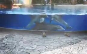 Trapped Dolphins Are Observing Squirrels - Animals - VIDEOTIME.COM
