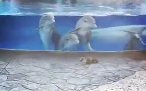 Trapped Dolphins Are Observing Squirrels - Animals - VIDEOTIME.COM