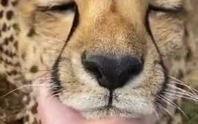 Wanna Pet A Cheetah? - Animals - VIDEOTIME.COM