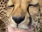 Wanna Pet A Cheetah?