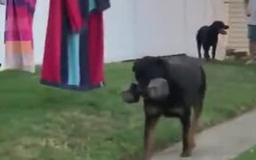 A Dog Who Can Carry 30kg Dumbbell - Animals - VIDEOTIME.COM