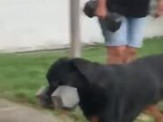 A Dog Who Can Carry 30kg Dumbbell