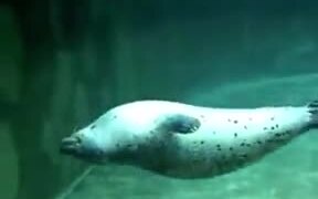 Seal Playing Dead - Animals - VIDEOTIME.COM