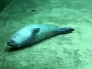 Seal Playing Dead