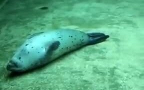 Seal Playing Dead - Animals - VIDEOTIME.COM