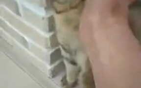 Dangerous Martial Art With Cat - Animals - VIDEOTIME.COM