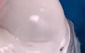 Beluga Whales Have A Soft Head - Animals - VIDEOTIME.COM