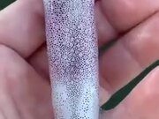 Squid With A Colorful Display