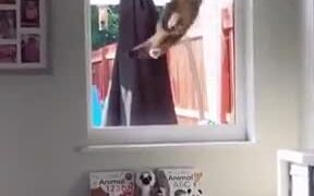 Cat Burglar Trying To Sneak In - Animals - VIDEOTIME.COM